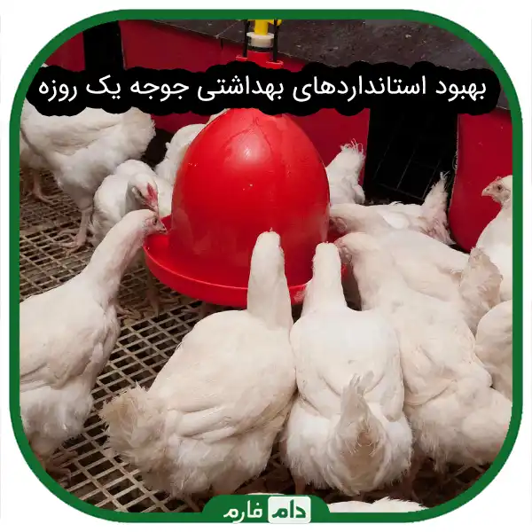 Advantages-and-disadvantages-of-buying-imported-day-old-chicks