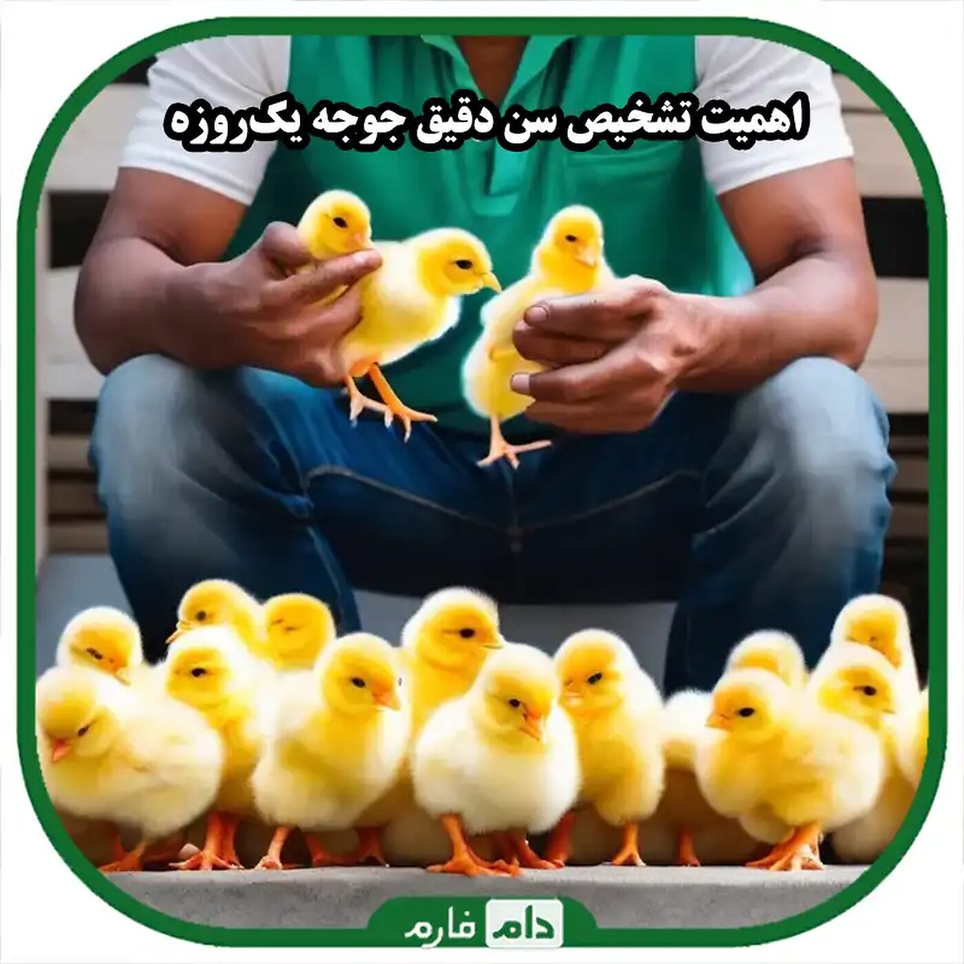 5_راز_طلایی_برای_تشخیص_سن_دقیق_جوجه‌های_یک‌روزه_هنگام_خرید_که_هیچ‌کس_به_شما_نمی‌گوید