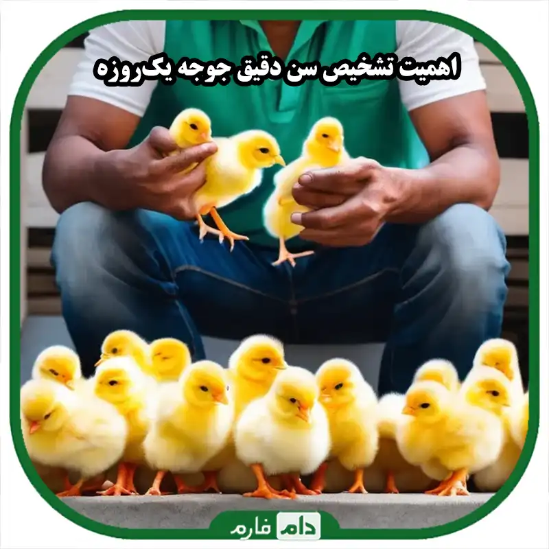 5_راز_طلایی_برای_تشخیص_سن_دقیق_جوجه‌های_یک‌روزه_هنگام_خرید_که_هیچ‌کس_به_شما_نمی‌گوید