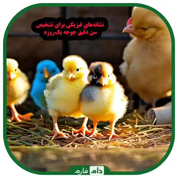 5-golden-secrets-to-determine-the-exact-age-of-day-old-chicks-when-buying-that-no-one-tells-you