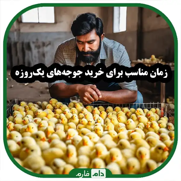 5-golden-secrets-to-determine-the-exact-age-of-day-old-chicks-when-buying-that-no-one-tells-you