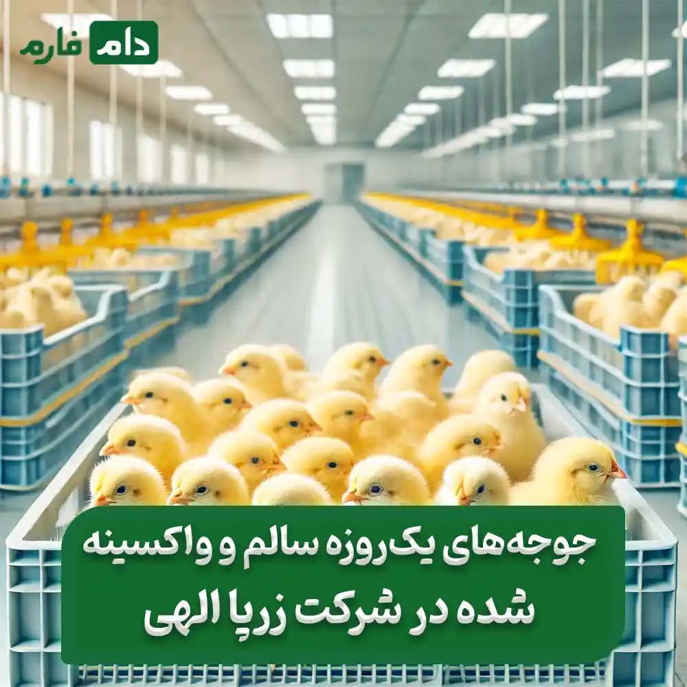 فروش_جوجه_یک_روزه_شرکت_مجتمع_زرپا_الهی_09190089057