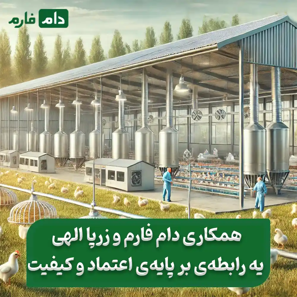 Selling-one-day-old-chicks-from-Zarpa-Elahi-Complex-Company-09190089057