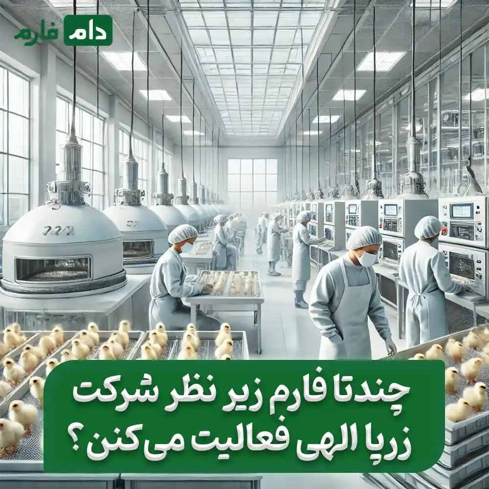 Selling-one-day-old-chicks-from-Zarpa-Elahi-Complex-Company-09190089057