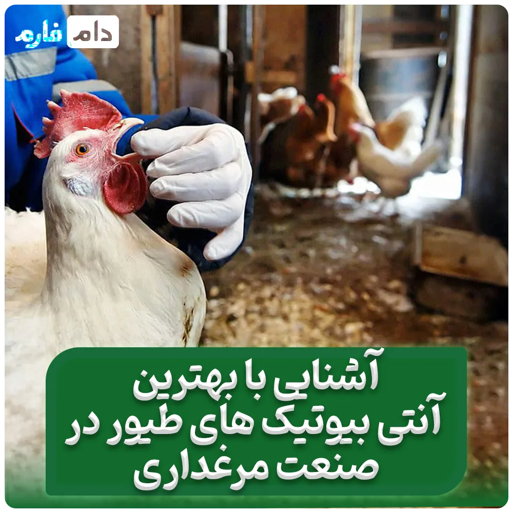 10_نوع_از_بهترین_آنتی‌_بیوتیک‌های_طیور_
