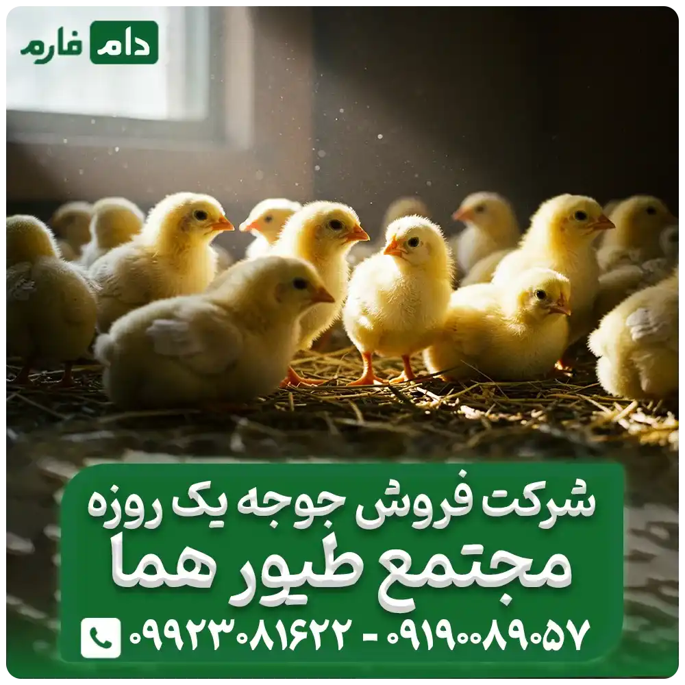 شرکت_فروش_جوجه_یک_روزه_مجتمع_طیور_هما09190089057
