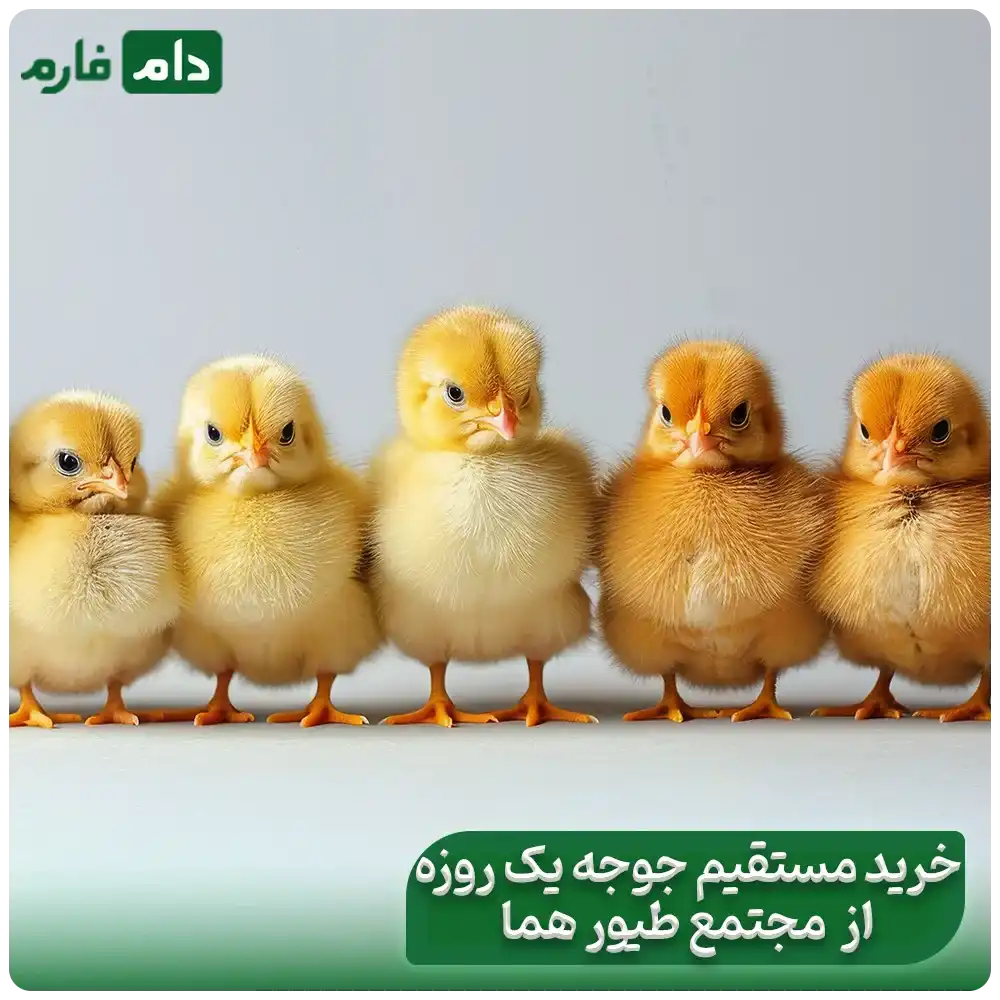 Homa-Poultry-Complex,-a-day-old-chick-sales-company