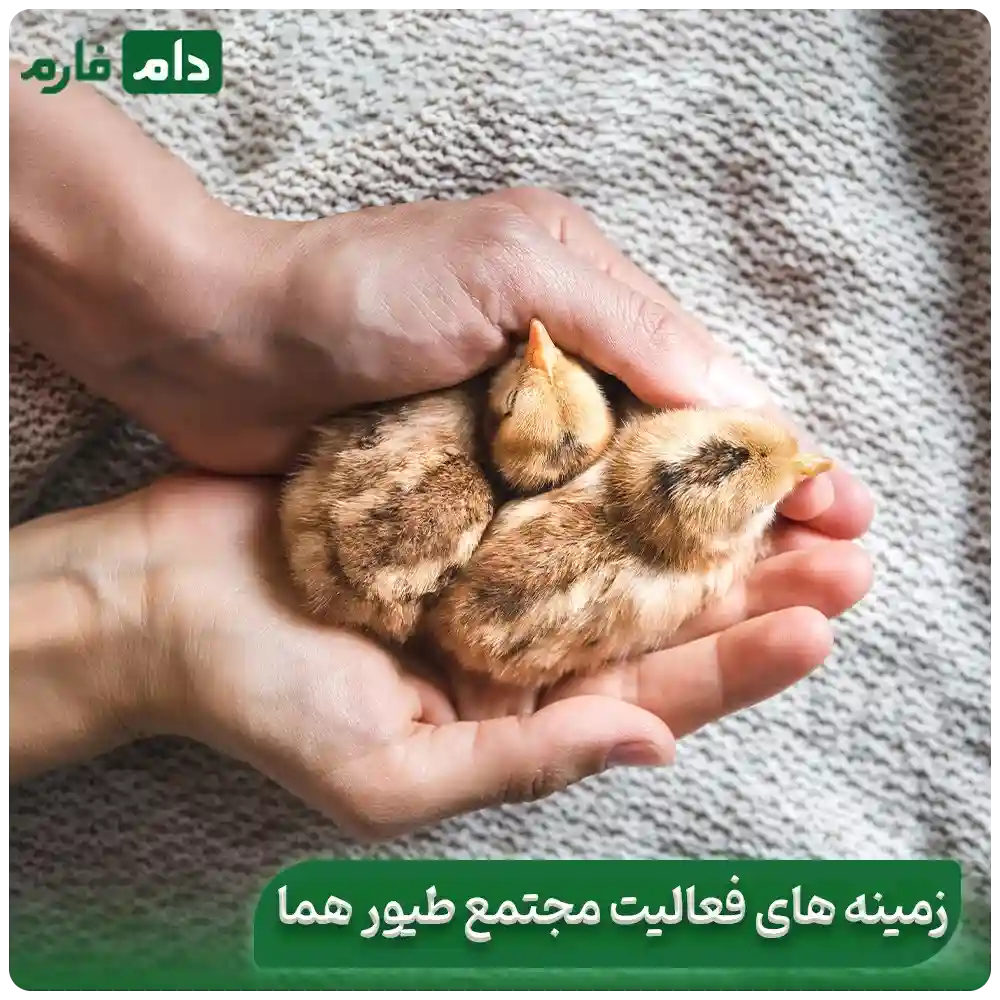 Homa-Poultry-Complex,-a-day-old-chick-sales-company