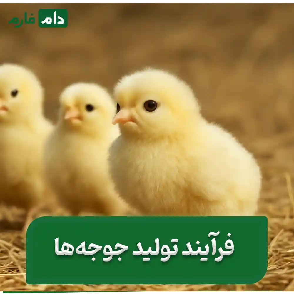 Selling-one-day-old-chicks-from-the-Army-Model-Farm
