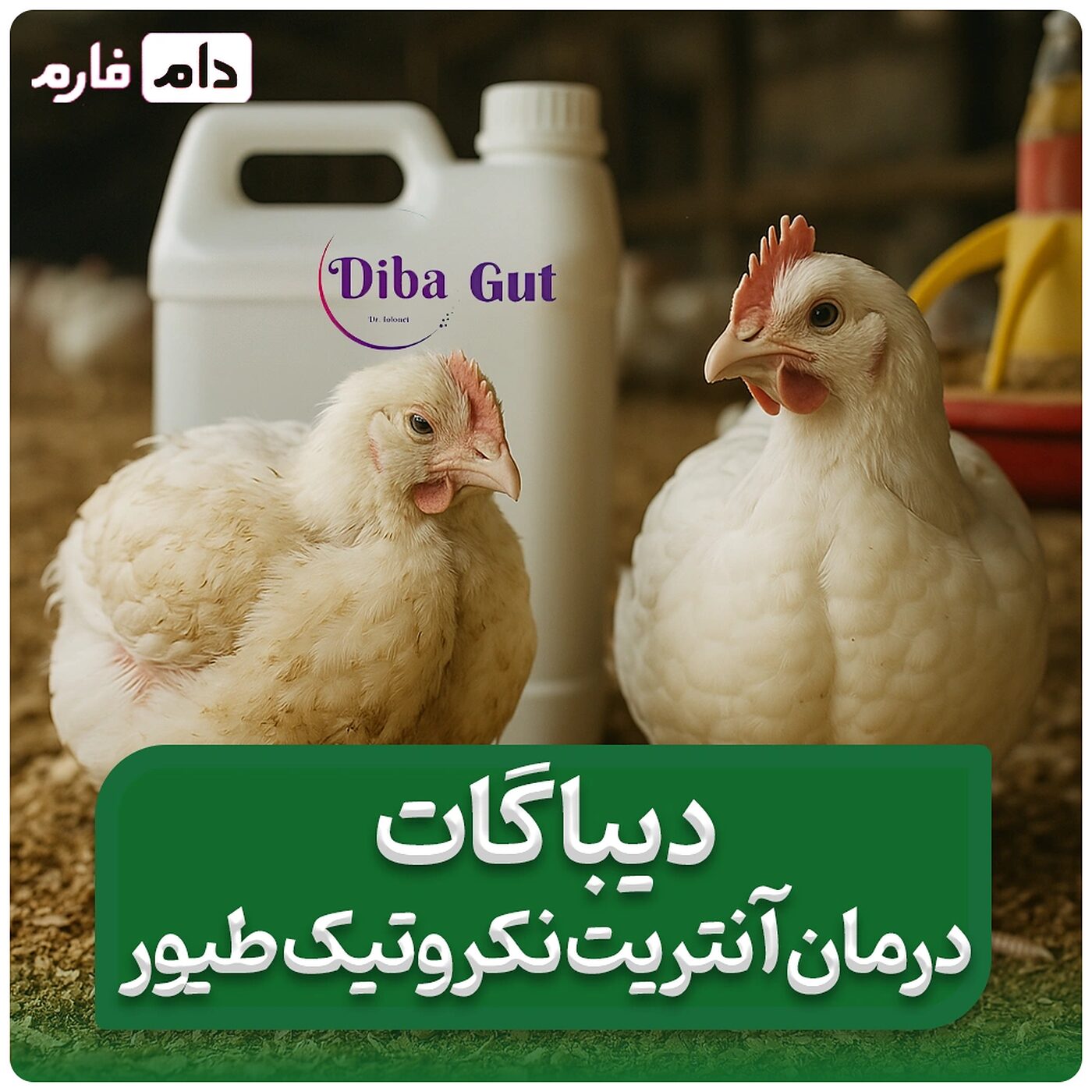 کنسانتره_دیباگات_دکتر_طلوعی_09117583323_|_درمان_آنتریت_نکروتیک_طیور
