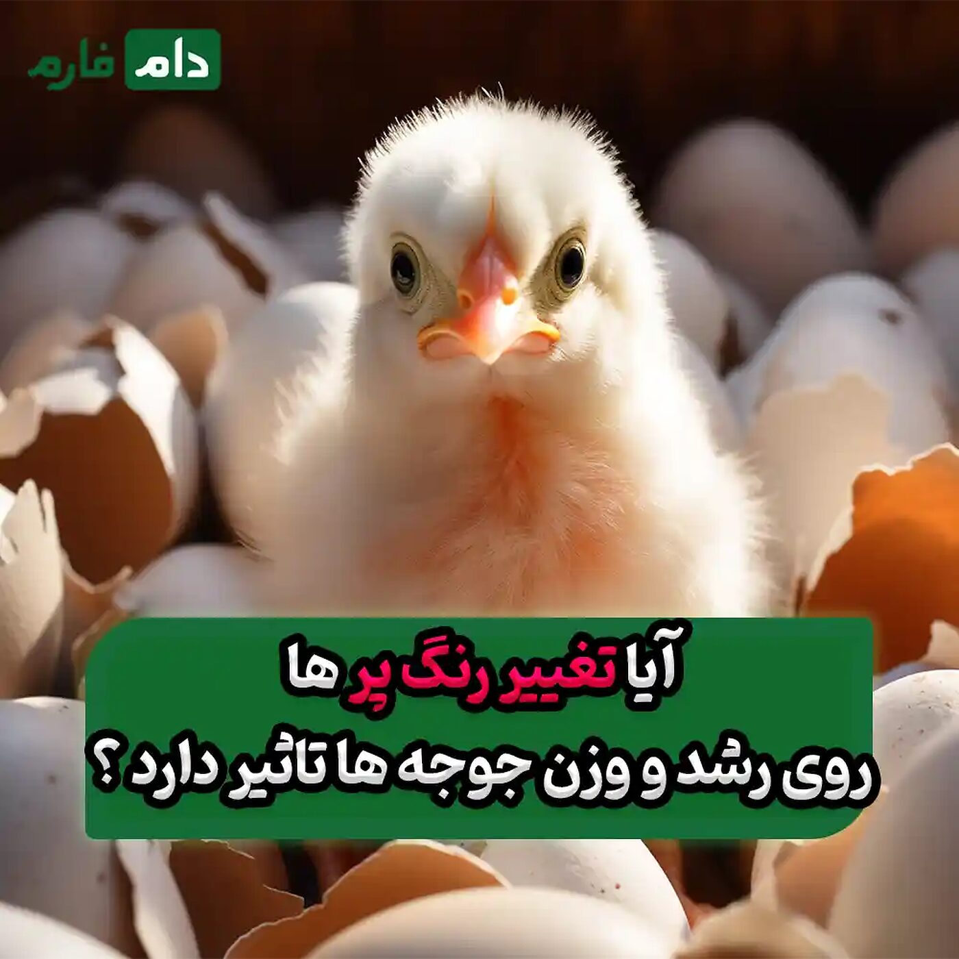دلایل_تغییر_رنگ_پر_جوجه‌های_یک‌روزه_و_تأثیر_آن_بر_رشد