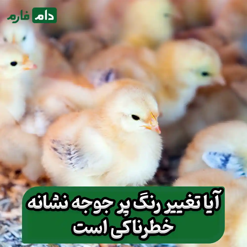 Color-change-in-day-old-chicks-and-its-effect-on-growth