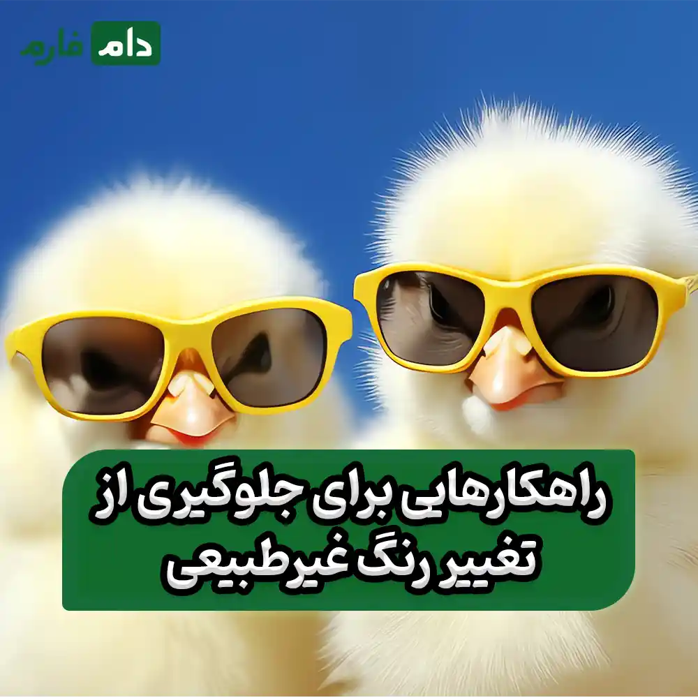 Color-change-in-day-old-chicks-and-its-effect-on-growth