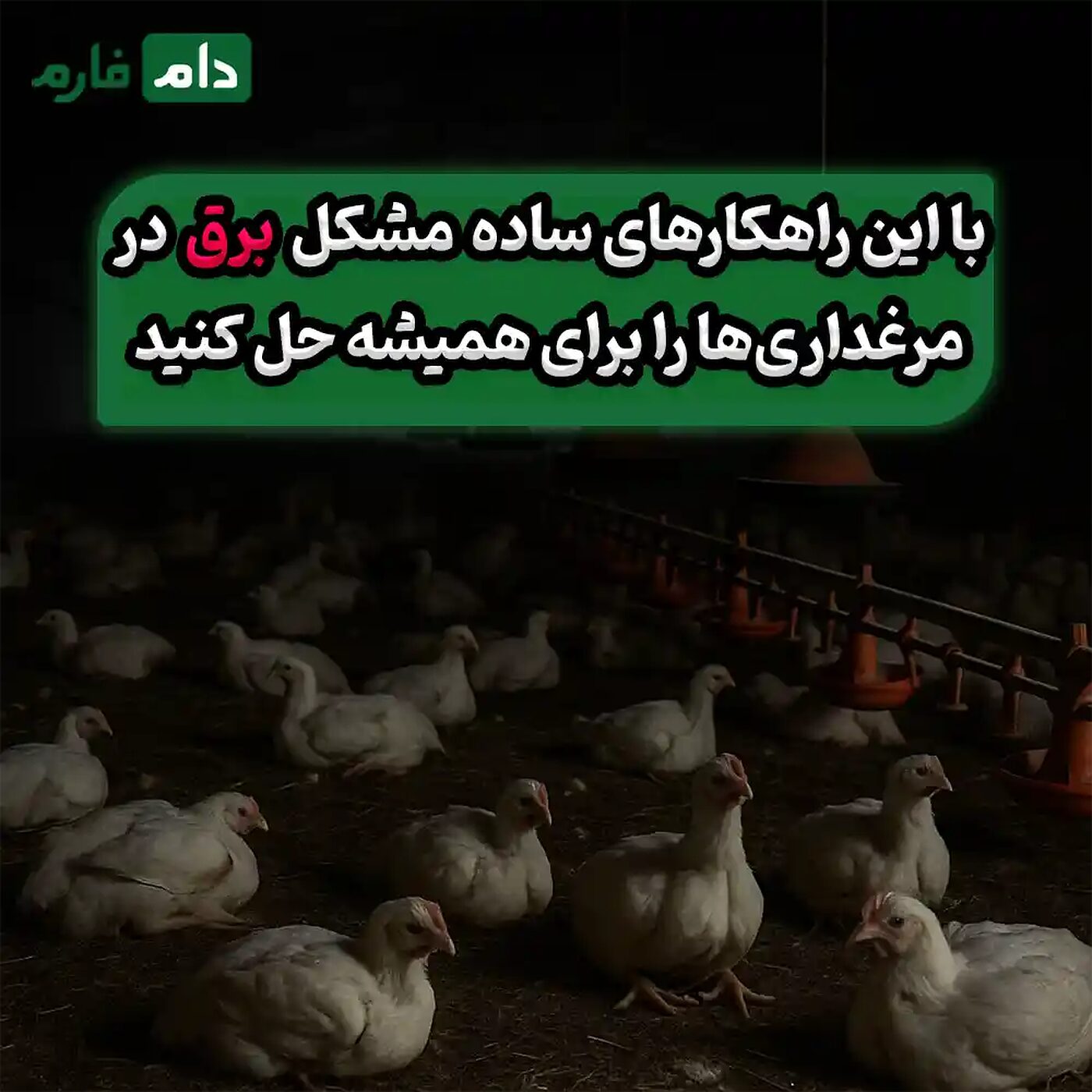 حل_مشکل_برق_در_مرغداری_
