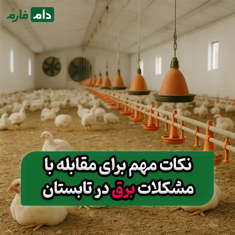 Electrical-problem-in-the-poultry-farm