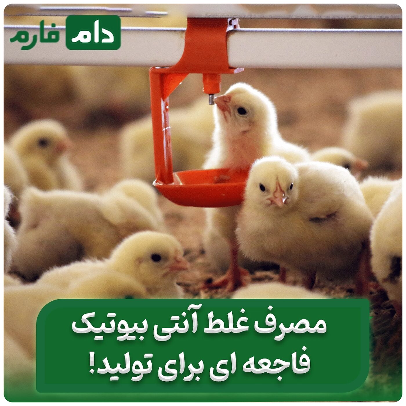 _آنتی‌بیوتیک_در_آب_یا_دان؟_روش_اشتباه_می‌تواند_تولید_را_نابود_کند