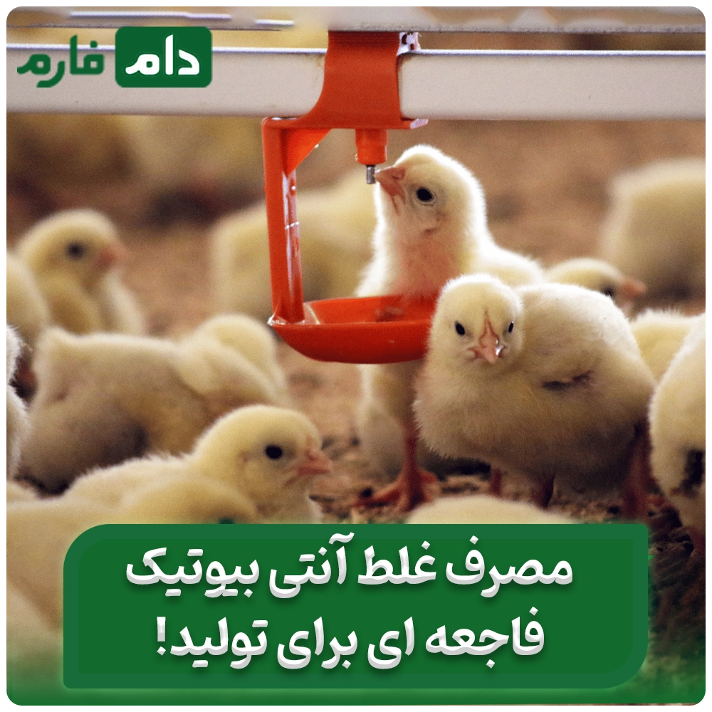 _آنتی‌بیوتیک_در_آب_یا_دان؟_روش_اشتباه_می‌تواند_تولید_را_نابود_کند