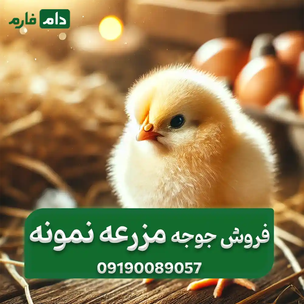 فروش_جوجه_مزرعه_نمونه_09190088057