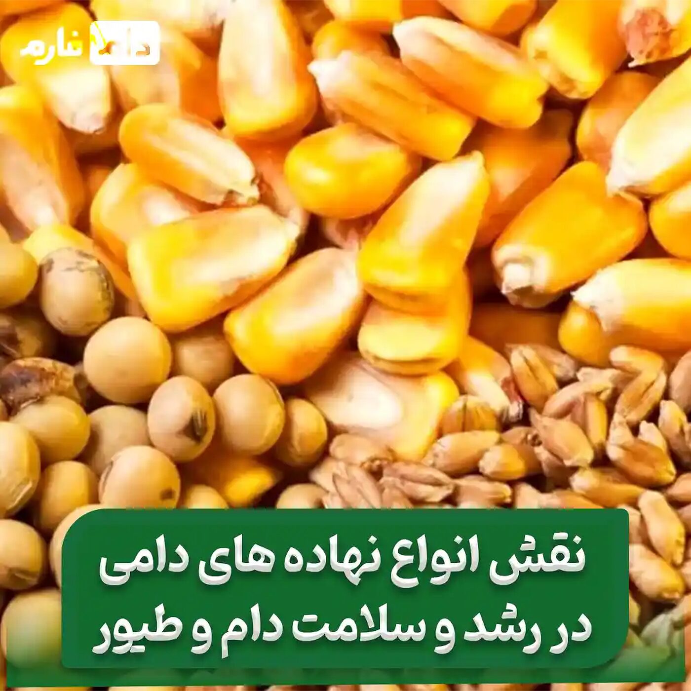 __نهاده‌_های_دامی_:_انتخاب_درست_خوراک_برای_افزایش_بهره‌_وری_دام‌_ها
