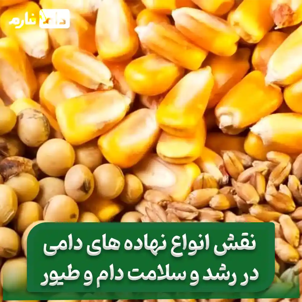 __نهاده‌_های_دامی_:_انتخاب_درست_خوراک_برای_افزایش_بهره‌_وری_دام‌_ها