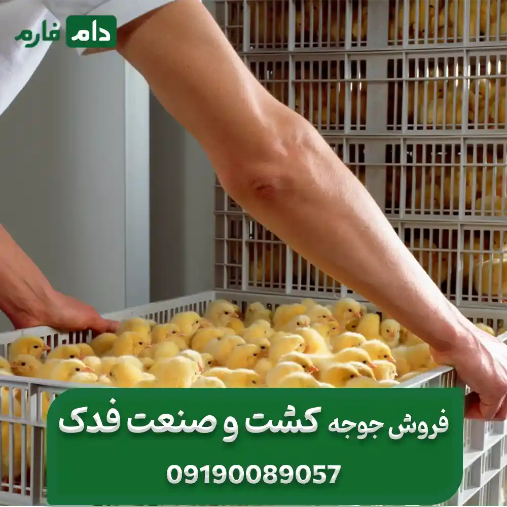فروش_جوجه_یک_روزه_شرکت_کشت_و_صنعت_فدک_09190088057