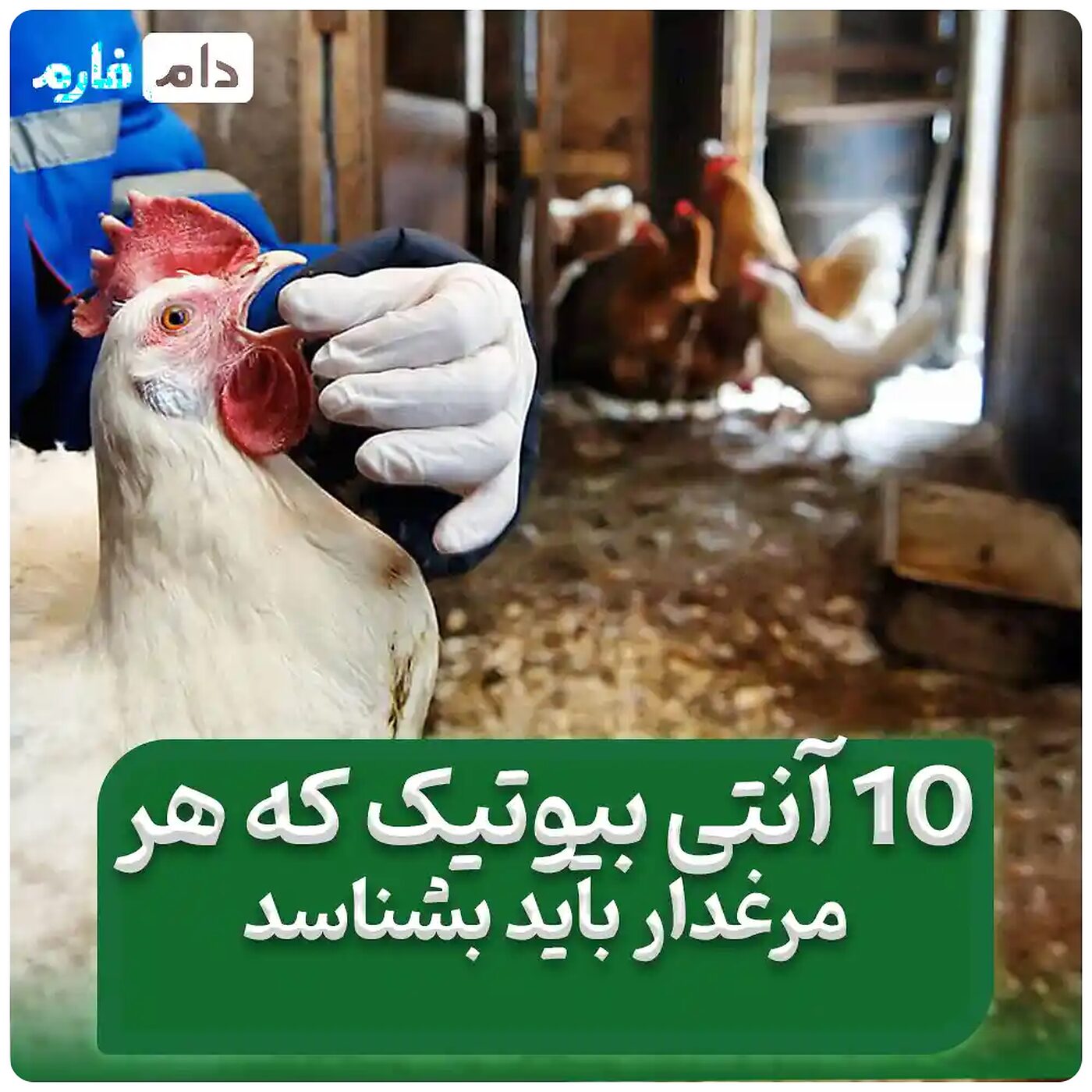 10_نوع_از_بهترین_آنتی‌_بیوتیک‌_های_طیور_