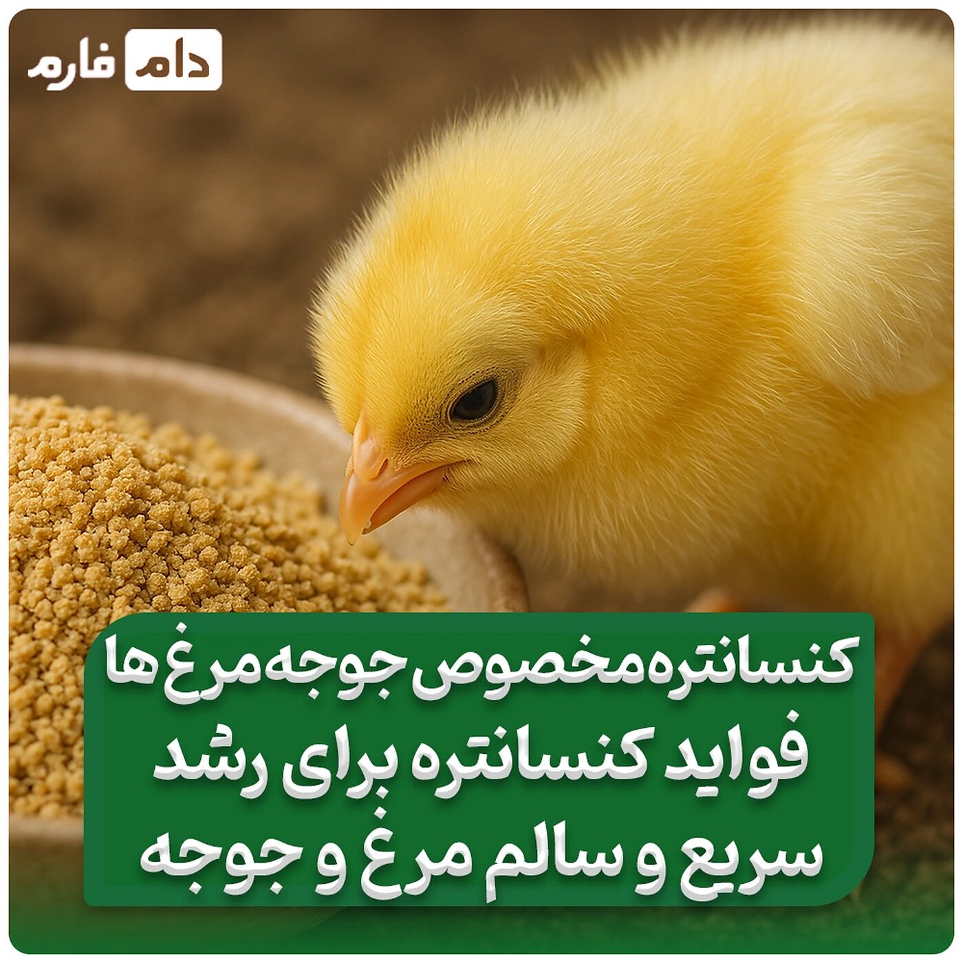 کنسانتره_مخصوص_جوجه_مرغ_ها_|__فواید_کنسانتره_برای_رشد_سریع_و_سالم_مرغ_و_جوجه