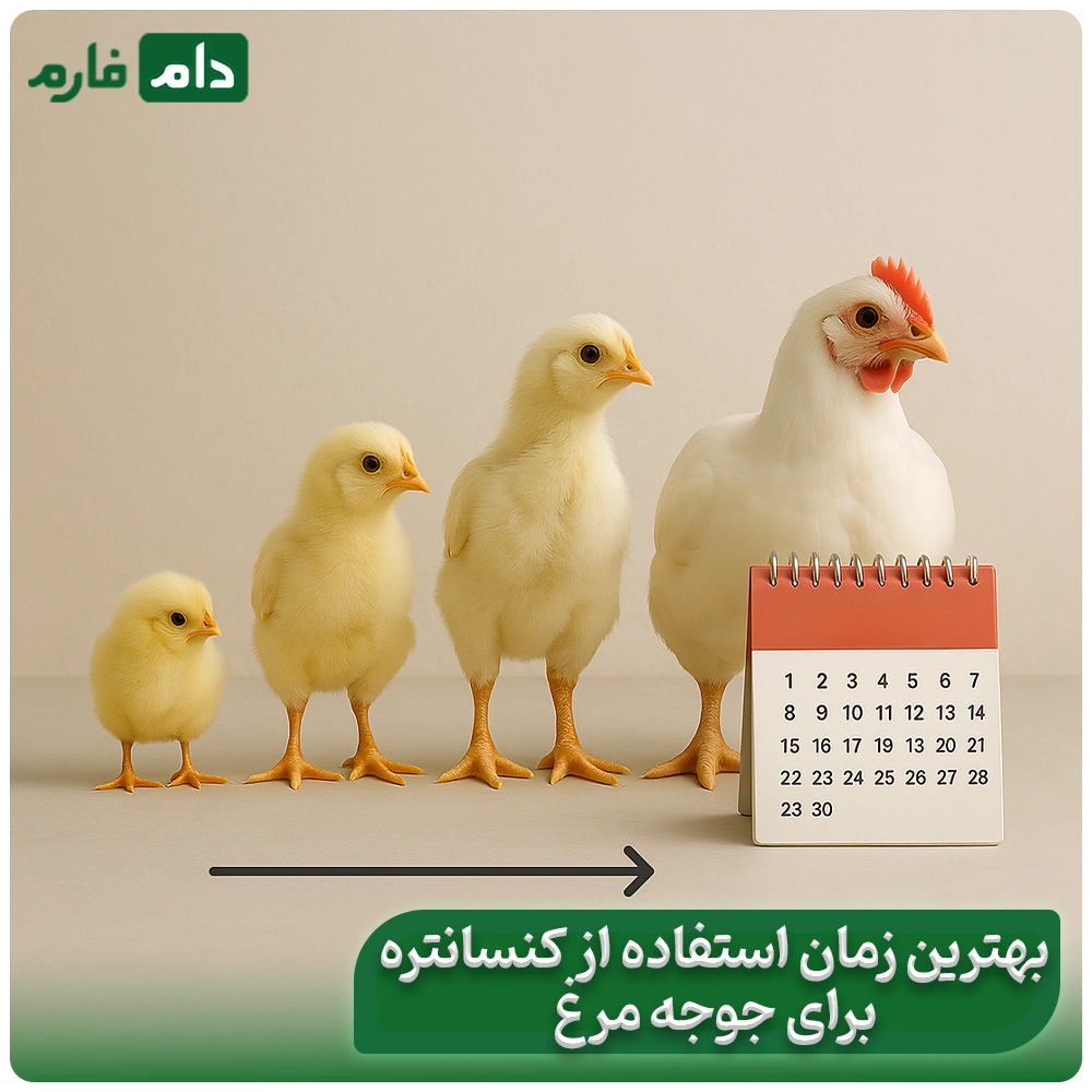 Chicken-concentrate-|-Benefits-of-chicken-concentrate-for-fast-and-healthy-growth
