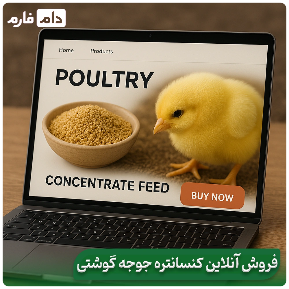 Chicken-concentrate-|-Benefits-of-chicken-concentrate-for-fast-and-healthy-growth