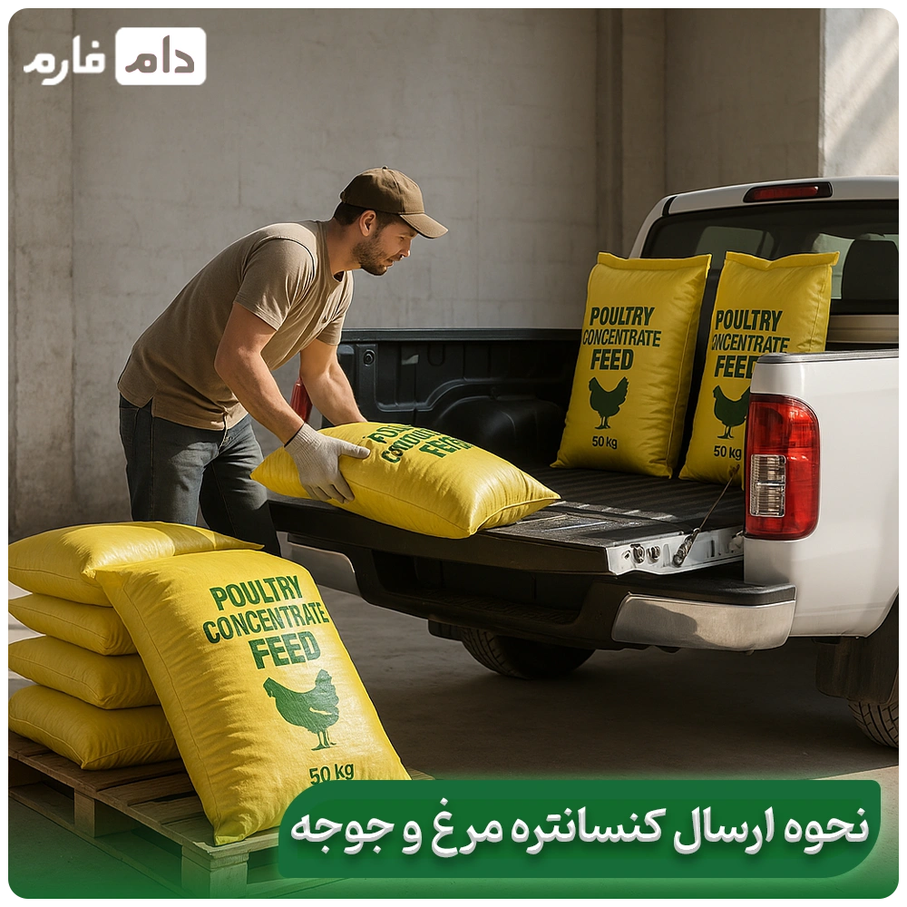 Chicken-concentrate-|-Benefits-of-chicken-concentrate-for-fast-and-healthy-growth