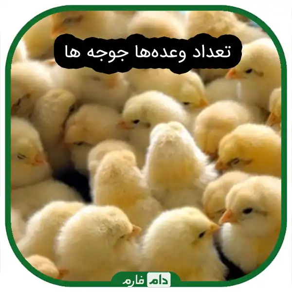 How-to-prepare-day-old-chicks-for-feeding-with-different-foods