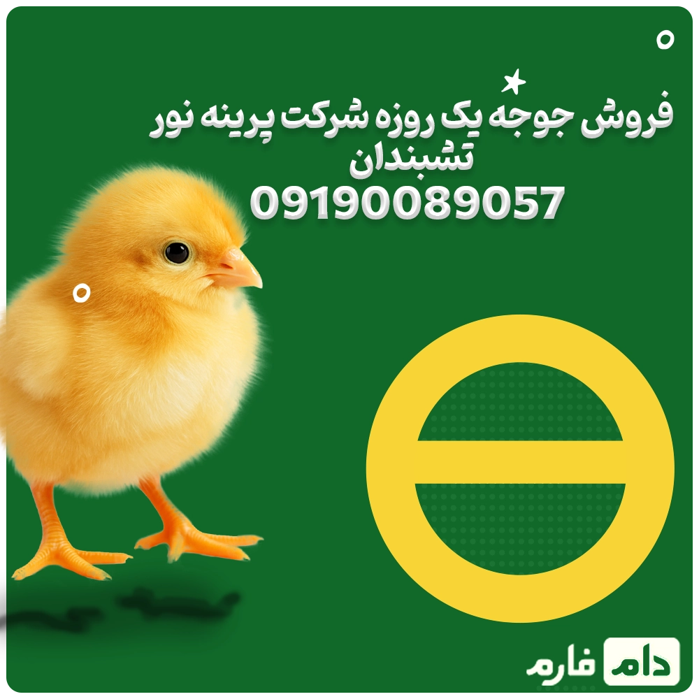 فروش_جوجه_یک_روزه_شرکت_پرینه_نور_تشبندان_09190089057