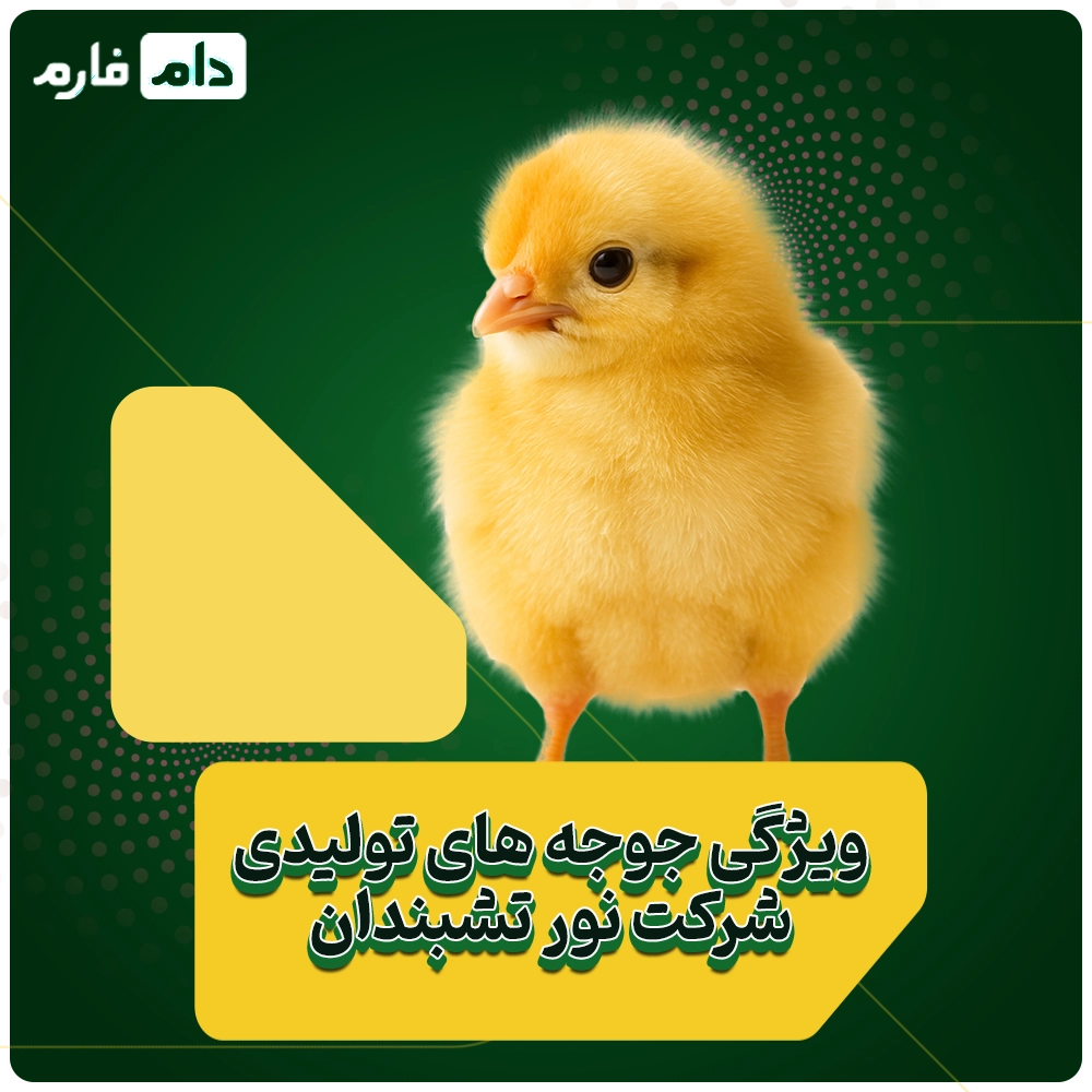 Selling-one-day-old-chicks-from-Parineh-Noor-Tashbandan-Company