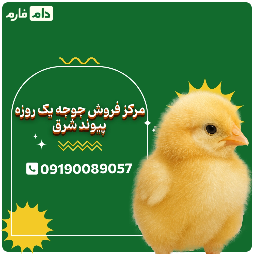 مرکز_فروش_جوجه_یک_روزه_پیوند_شرق09190089057
