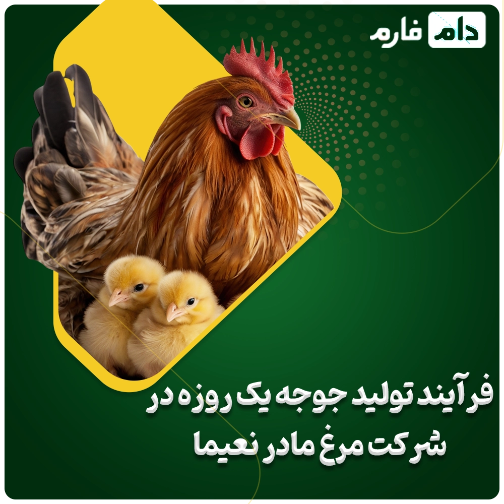 Selling-one-day-old-chicks-from-Naima-Company-