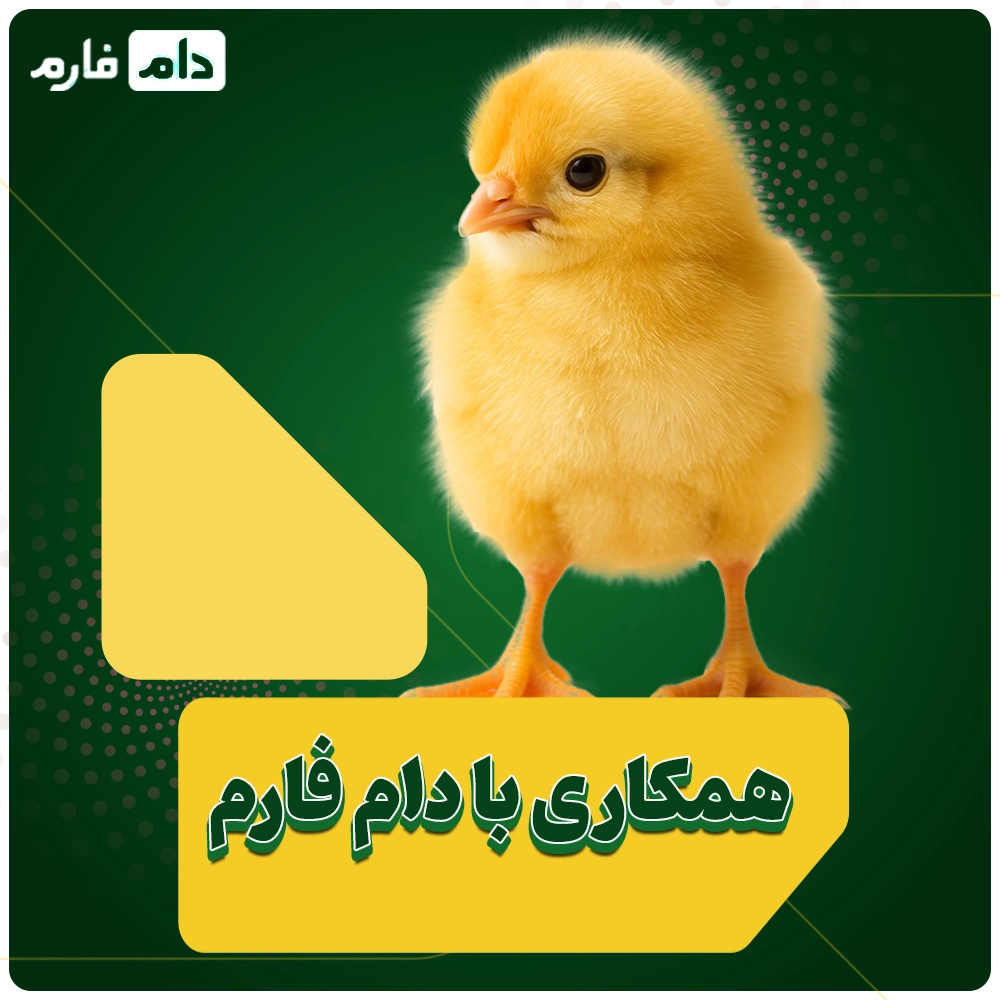 Selling-one-day-old-chicks-from-Naima-Company-