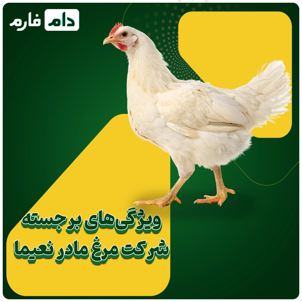 Selling-one-day-old-chicks-from-Naima-Company-