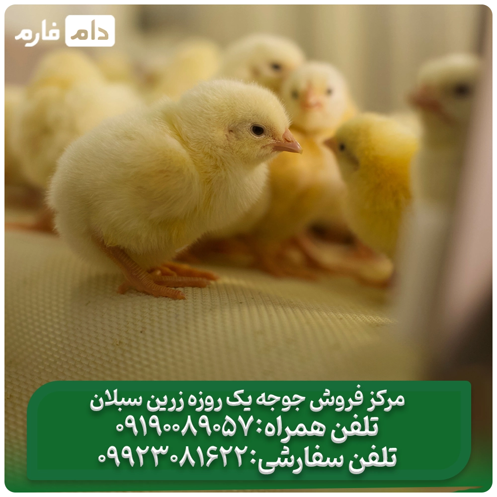 مرکز_فروش_جوجه_یک_روزه_زرین_سبلان09190089057