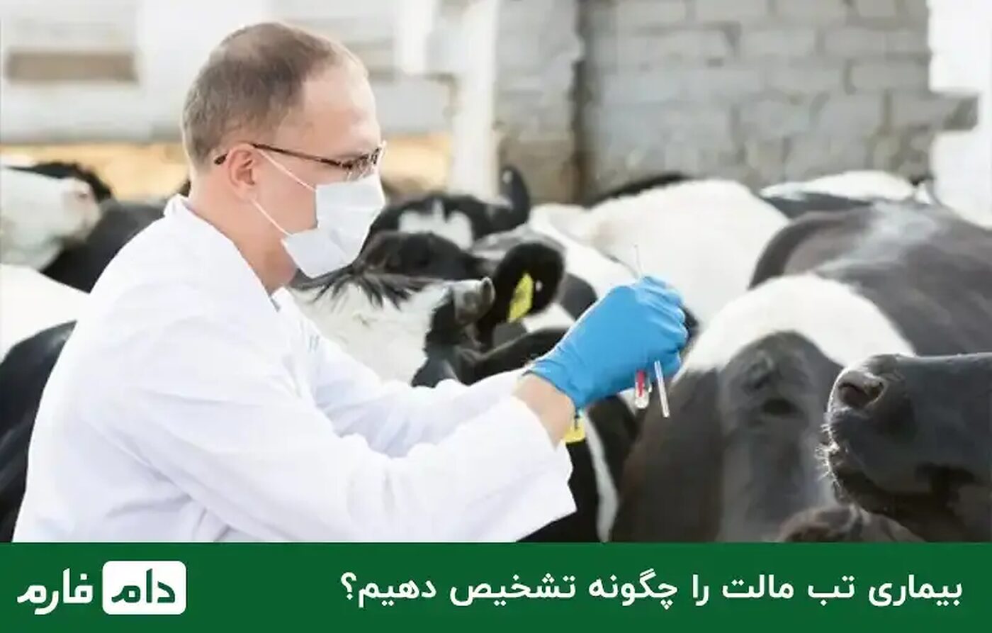 تب_مالت؛_علت،_علائم_و_نحوه_درمان_بیماری_تب_مالت