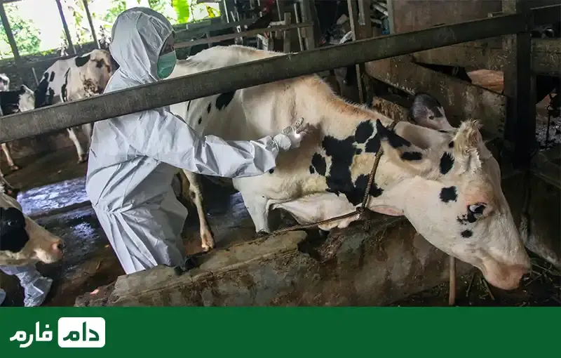 Malta-fever-Cause-symptoms-and-treatment-of-Malt-fever-disease