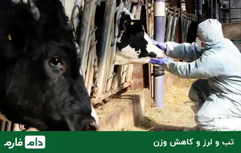 Malta-fever-Cause-symptoms-and-treatment-of-Malt-fever-disease