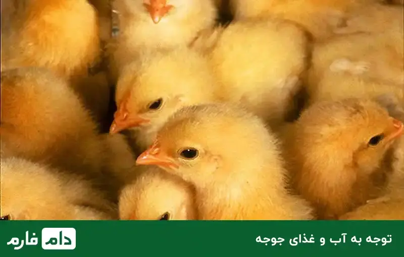 One-day-old-chicken-food