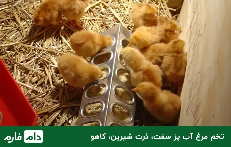 One-day-old-chicken-food