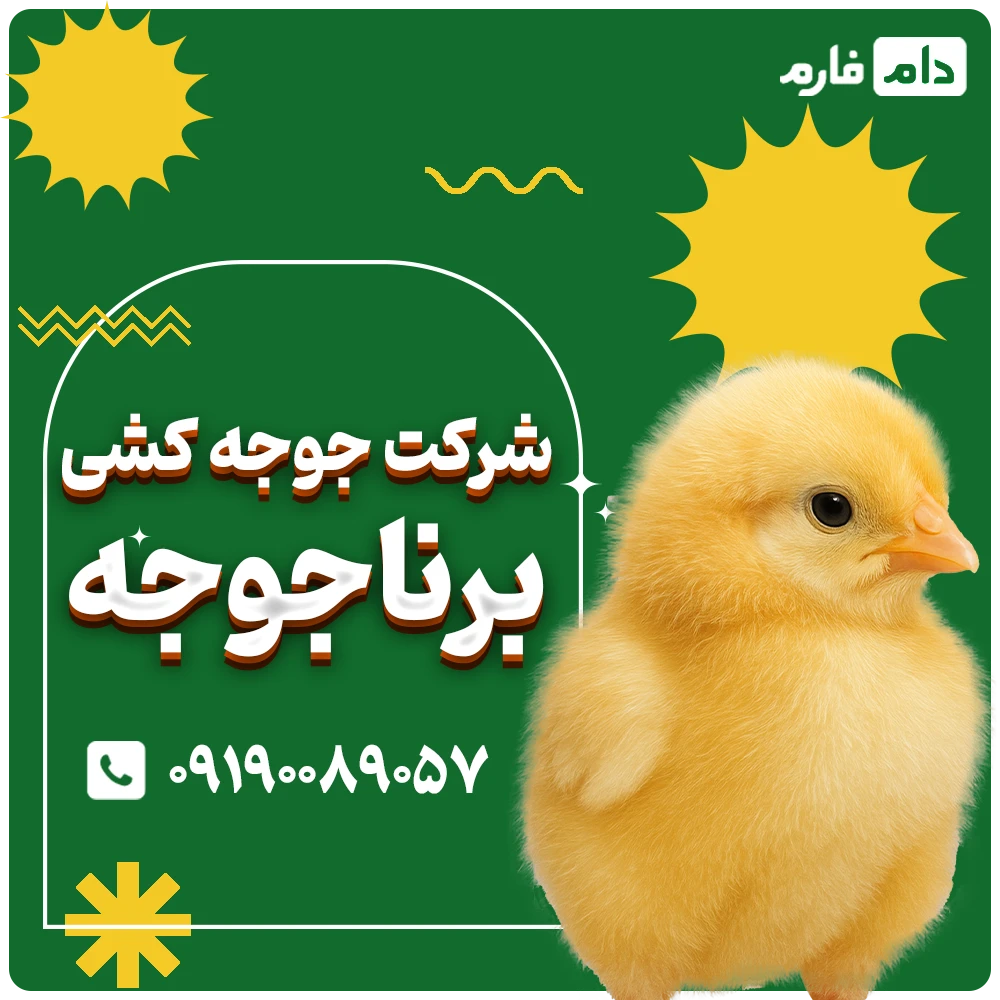 شرکت_جوجه_کشی_برناجوجه09190089057