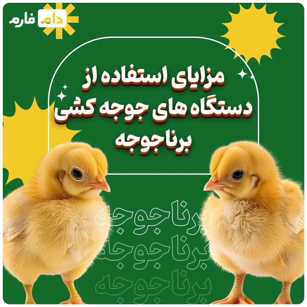 Barnajujah-Incubation-Company