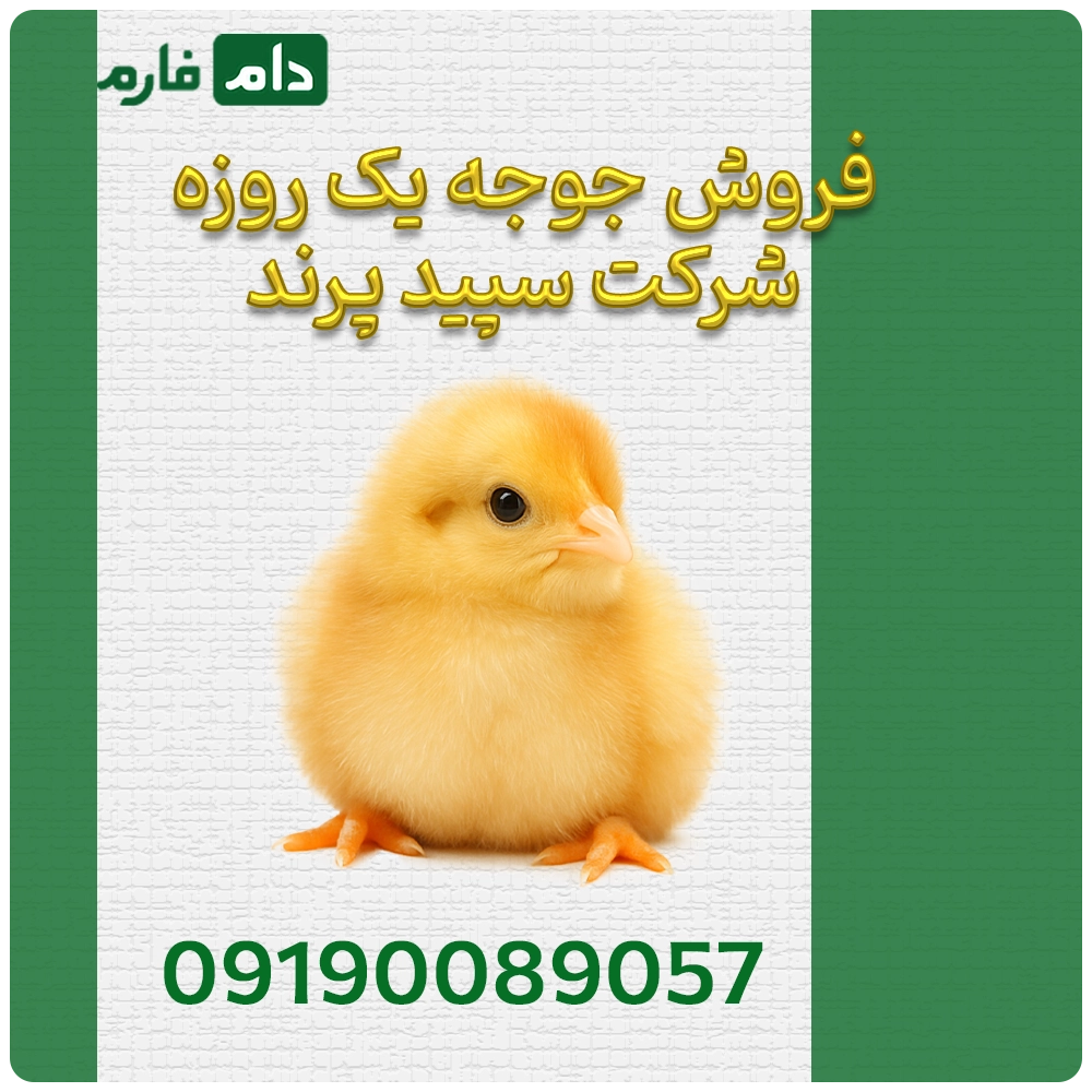 فروش_جوجه_یک_روزه_شرکت_سپید_پرند_09190089057