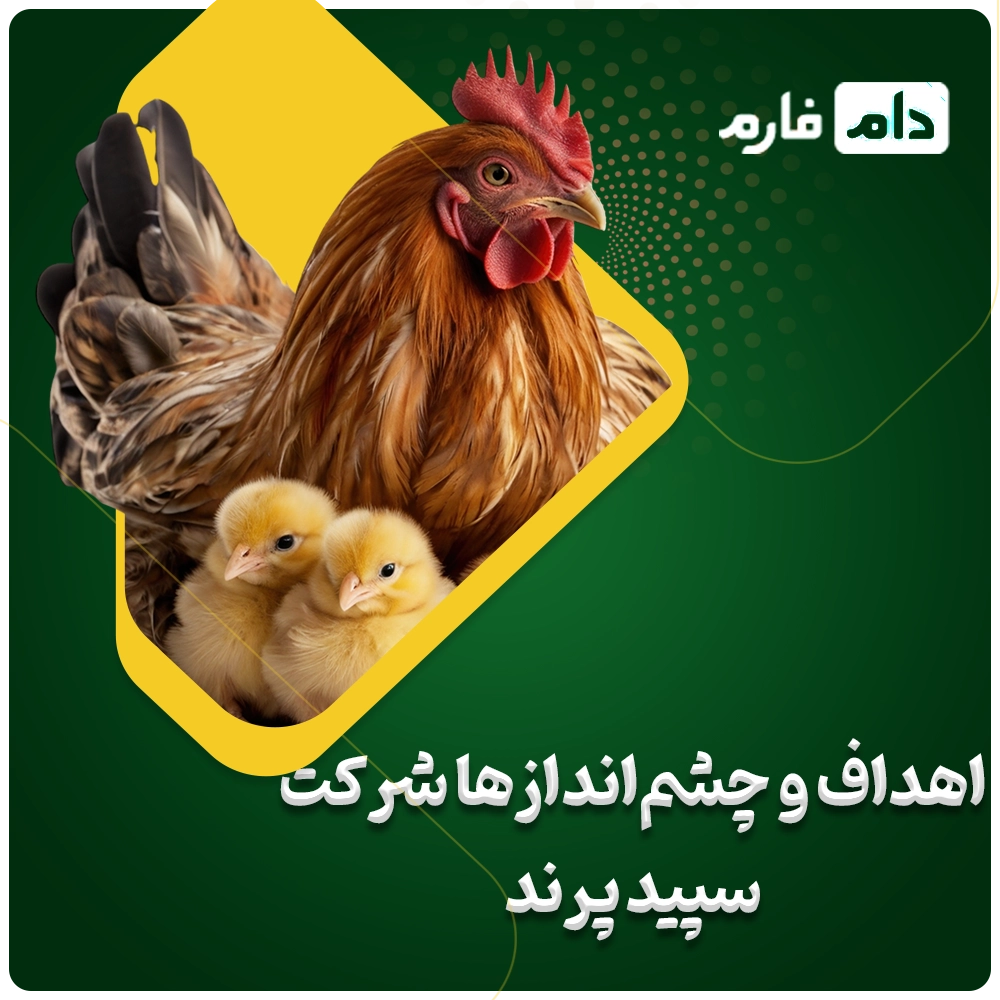 Selling-one-day-old-chicks-from-Sepid-Parand-Company-