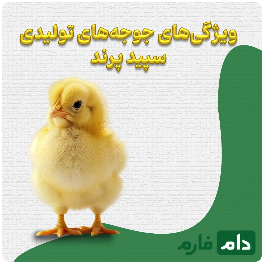 Selling-one-day-old-chicks-from-Sepid-Parand-Company-