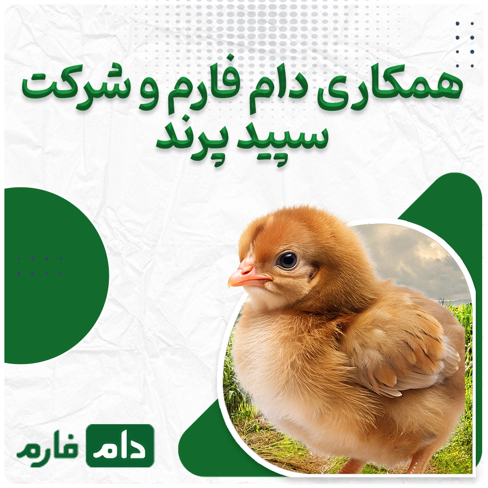 Selling-one-day-old-chicks-from-Sepid-Parand-Company-