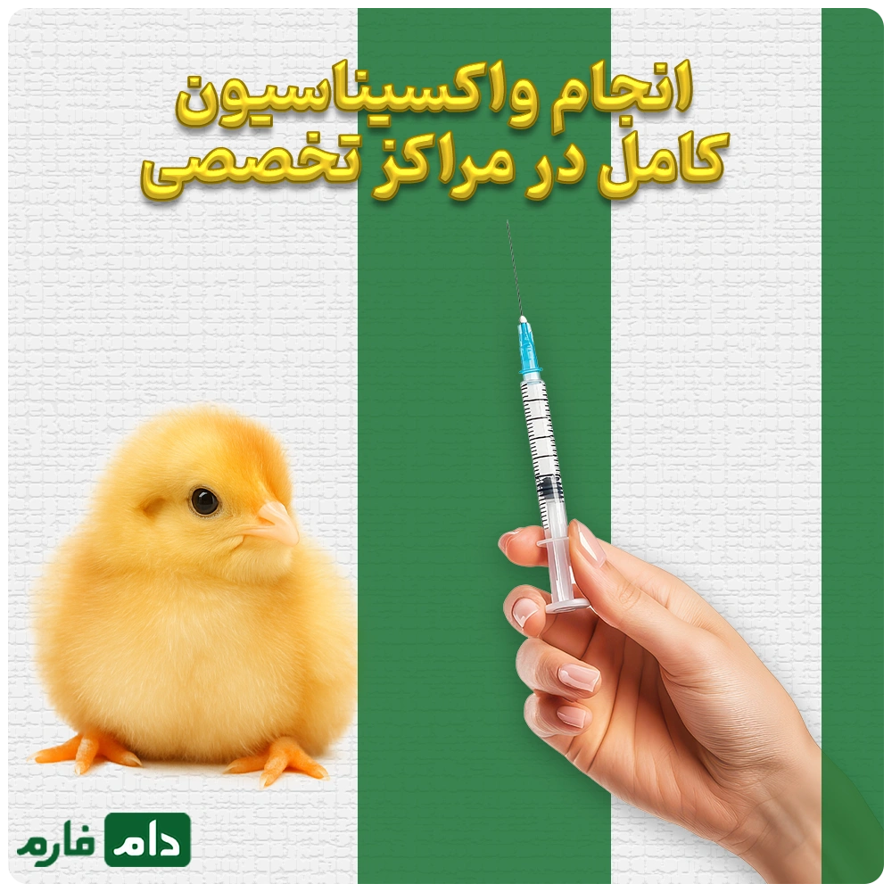Selling-one-day-old-chicks-from-Khoshnam-Company-